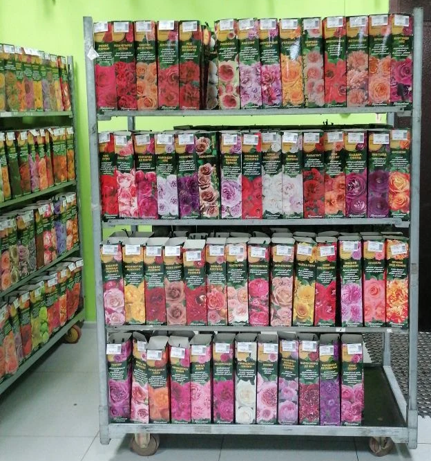 САЖЕНЦЫ РОЗ УЖЕ В ПРОДАЖЕ